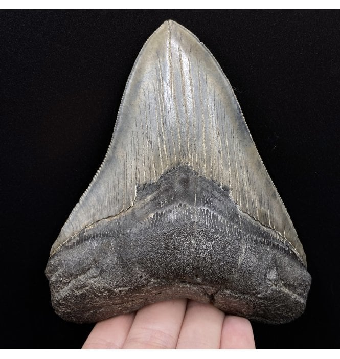 5 Inch Miocene ‘Megalodon’ Shark Tooth from South Carolina, USA (SKU V5344):- Otodus (Carcharocles) megalodon