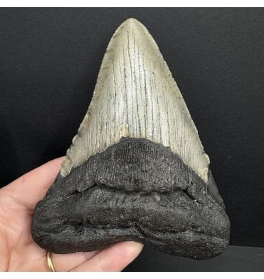 5 Inch Olive Green Miocene ‘Megalodon’ Shark Tooth from South Carolina, USA (SKU V7609):- Otodus (Carcharocles) megalodon