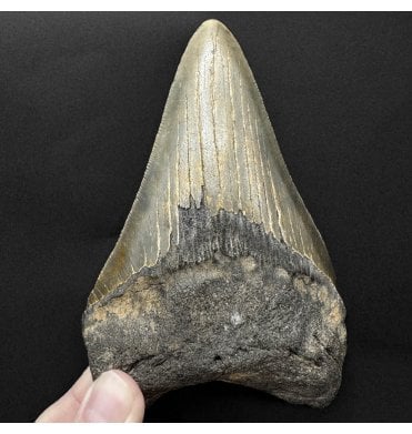 5 Inch Olive Green Miocene ‘Megalodon’ Shark Tooth from South Carolina, USA (SKU V9242):- Otodus (Carcharocles) megalodon