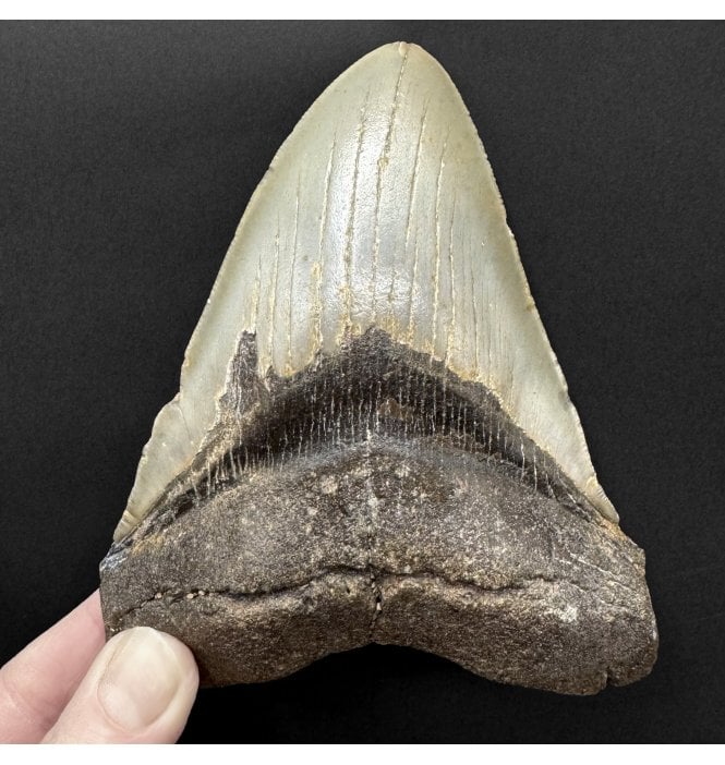 5 Inch Olive Green Miocene ‘Megalodon’ Shark Tooth from South Carolina, USA (SKU V9245):- Otodus (Carcharocles) megalodon