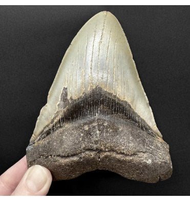 5 Inch Olive Green Miocene ‘Megalodon’ Shark Tooth from South Carolina, USA (SKU V9245):- Otodus (Carcharocles) megalodon