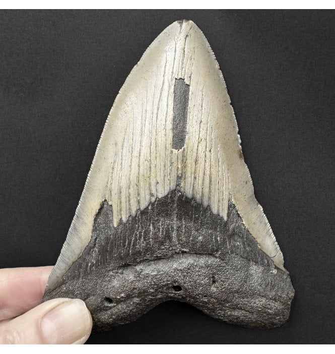 5 Inch Shale Grey Miocene ‘Megalodon’ Shark Tooth from South Carolina, USA (SKU V9176):- Otodus (Carcharocles) megalodon