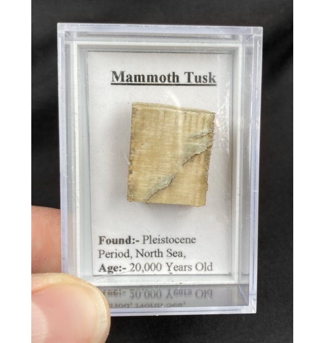 A Piece of Woolly Mammoth Tusk from the North Sea (SKU G34):- Mammuthus primigenius