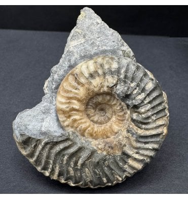 Aalenian, Middle Jurassic Ammonite from Isle of Skye, Scotland (SKU A4499):- Ludwigia obtusiformis