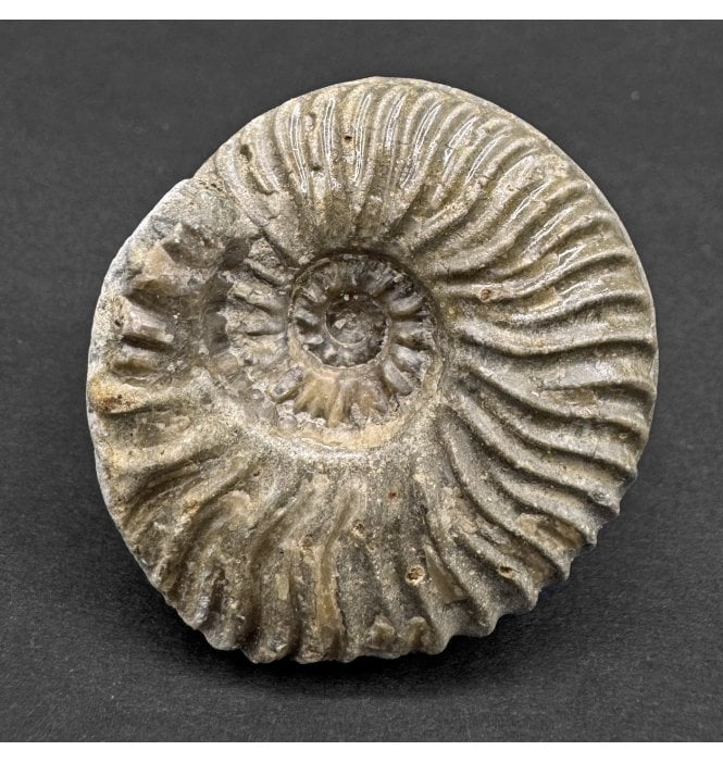 Aalenian, Middle Jurassic Ammonite from Isle of Skye, Scotland (SKU A4519):- Ludwigia obtusiformis