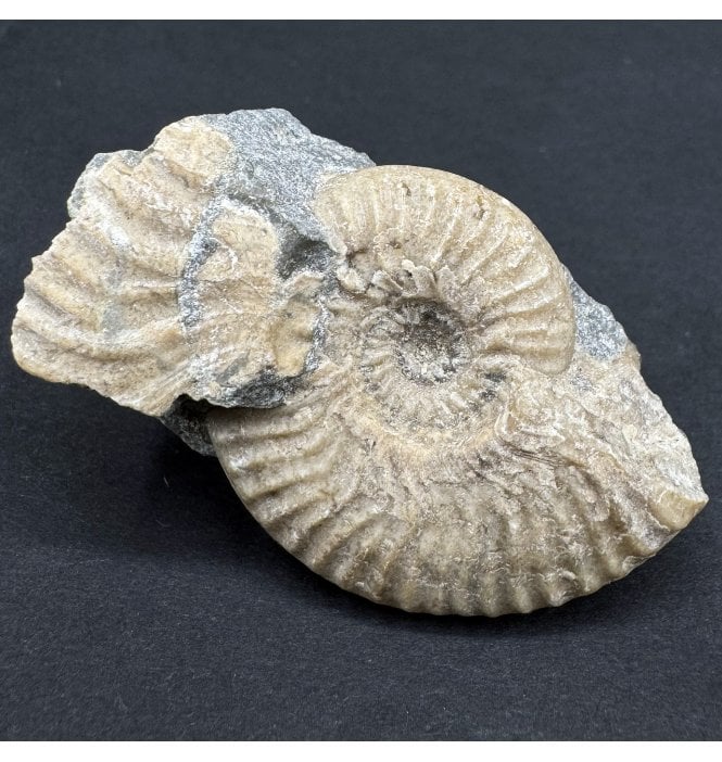 Aalenian, Middle Jurassic Ammonite from Isle of Skye, Scotland (SKU A4522):- Ludwigia obtusiformis