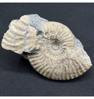 Aalenian, Middle Jurassic Ammonite from Isle of Skye, Scotland (SKU A4522):- Ludwigia obtusiformis
