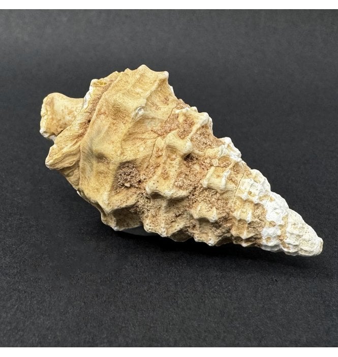 Agatised Cretaceous Gastropod from Assa, Morocco (SKU OF4472)