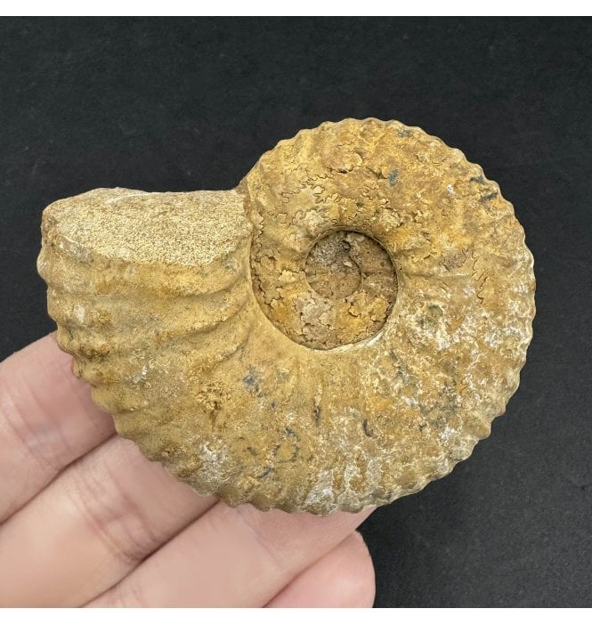 Albian, Middle Cretaceous Ammonite from Madagascar (SKU A3464):- Calyoceras (Newboldiceras) asiaticum