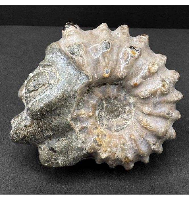 Albian, Middle Cretaceous Ammonite with Carved Skull from Madagascar (SKU A4712):- Douvilleiceras orbignyi