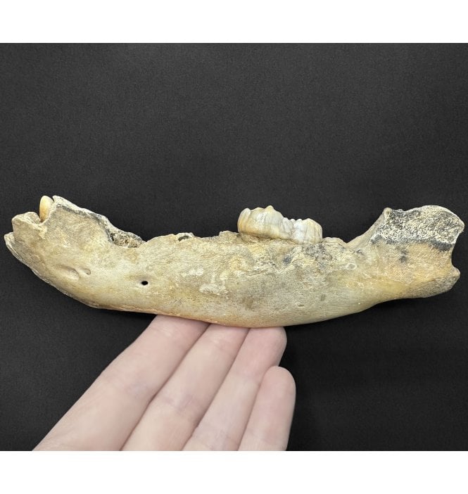 Baby Cave Bear Partial Jaw from Pleistocene Period of Romania (SKU V9249):- Ursus spelaeus