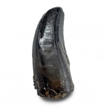 Baby/ Juvenile Upper Cretaceous Dinosaur Tyrannosaurus Rex Tooth from the Hell Creek Formation, Montana, USA (SKU V9277):- Tyrannosaurus Rex