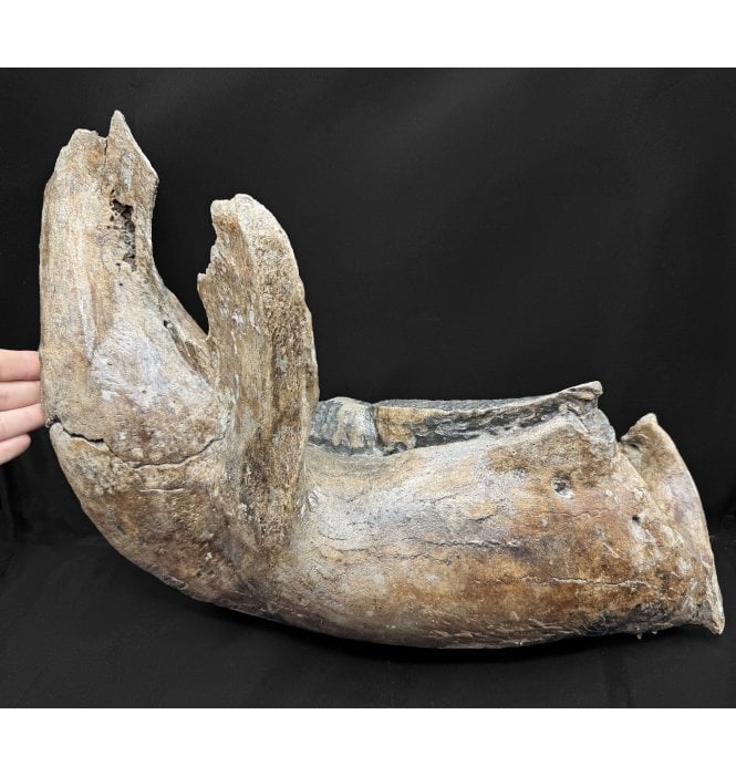 Baby Woolly Mammoth Lower Right Jaw from the North Sea (SKU V8883):- Mammuthus primigenius