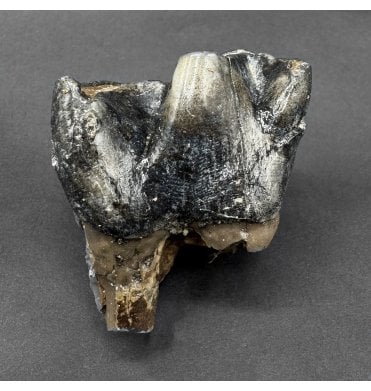 Baby Woolly Rhinoceros Tooth from  Wurm, Germany (SKU V8560):- Dicerorhinus etruscus