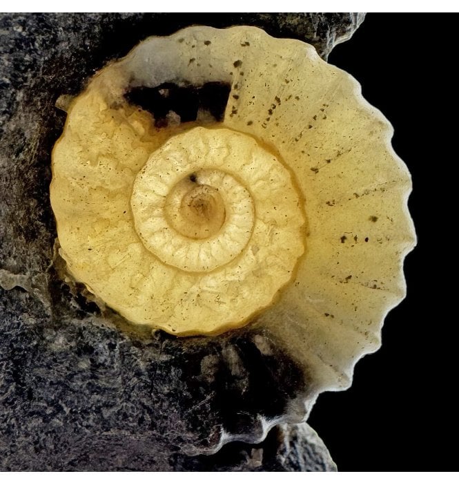 Back Lit’ British Lower Jurassic, Lower Lias Calcite Ammonite from Charmouth, Dorset, England (SKU A4804):- Promicroceras planicosta
