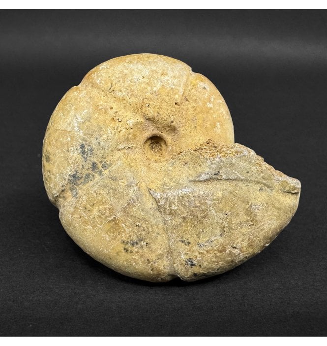 Bajocian, Middle Jurassic Ammonite from Madagascar (SKU A4961):- Phylloceras paquieri