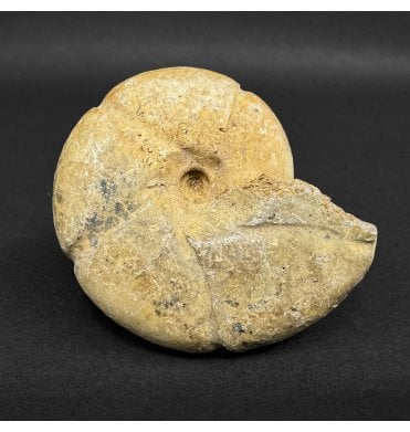 Bajocian, Middle Jurassic Ammonite from Madagascar (SKU A4961):- Phylloceras paquieri