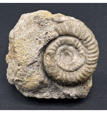 Bajocian, Middle Jurassic Ammonite from Sherborne, Dorset (SKU A3970):- Caumontisphinctes cf. rota