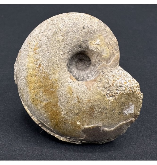Bajocian, Middle Jurassic Ammonite from Sherborne, Dorset (SKU A3975):- Lissoceras oolithicum