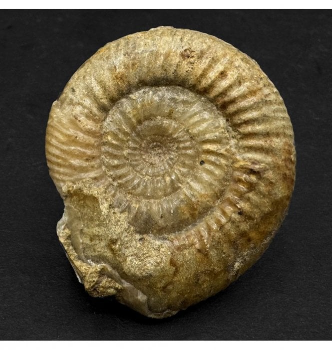 Bajocian, Middle Jurassic Ammonite from Sherbourne, Dorset, England (SKU A2367):- Cleistoshpinctes cleistus