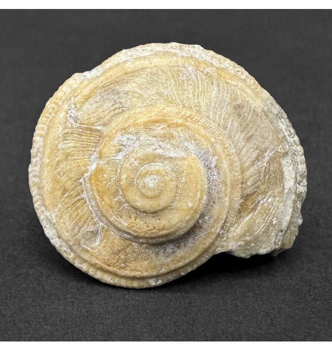 Bajocian, Middle Jurassic Gastropod from Burton Bradstock, Dorset, England (SKU OF4100):- Orbonella granulata