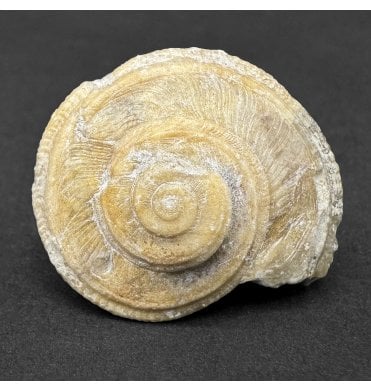 Bajocian, Middle Jurassic Gastropod from Burton Bradstock, Dorset, England (SKU OF4100):- Orbonella granulata
