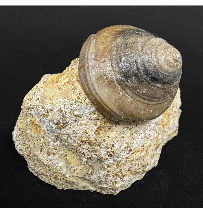 Bajocian, Middle Jurassic, Gastropod from Calvados, France (SKU OF4377):- Leptomaria fraga