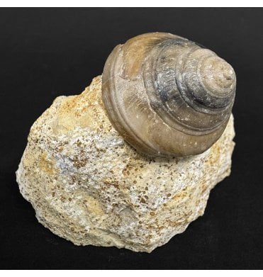 Bajocian, Middle Jurassic, Gastropod from Calvados, France (SKU OF4377):- Leptomaria fraga