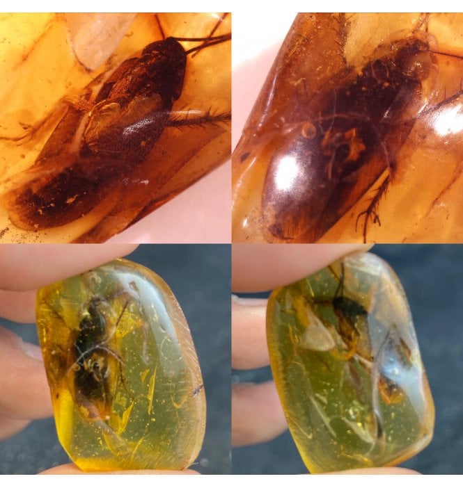 Baltic Amber with Huge Fossil Cockroach (Blattodea) from Poland, Europe (SKU OF1054):- Blattodea sp.