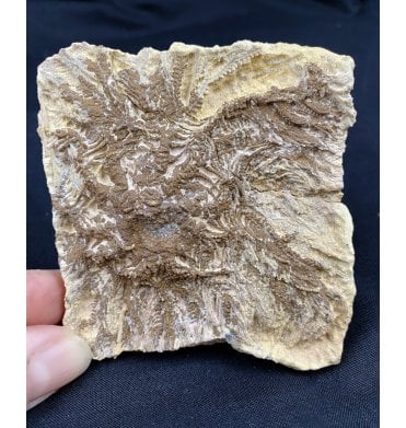 Bathonian, Middle Jurassic Crinoid Calyx from France  (SKU OF1183):- Pentacrinites dargiesi