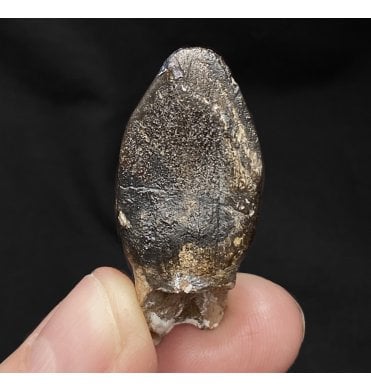 Bathonian, Middle Jurassic Sauropod Tooth from Madagascar (SKU V4092):- Archaeodontosaurus descouensi