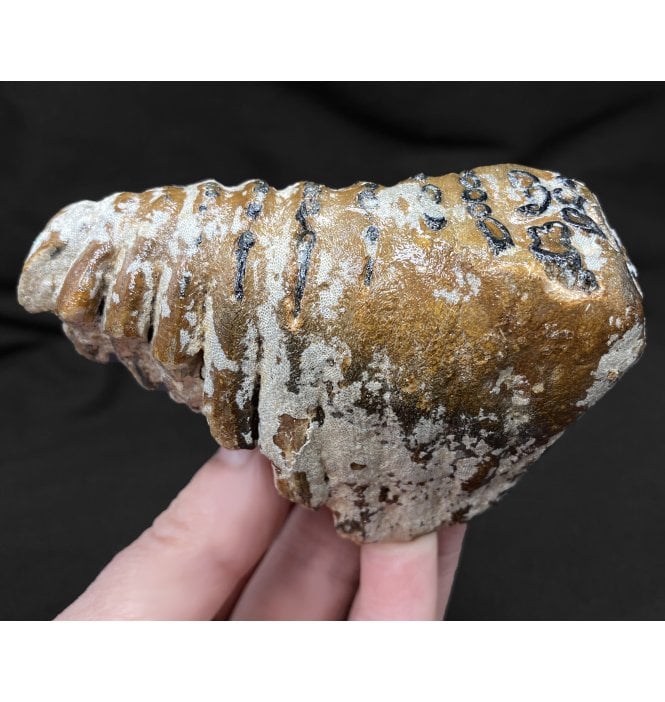 British Baby Mammoth Tooth from the North Sea (SKU V4334):- Mammuthus primigenius