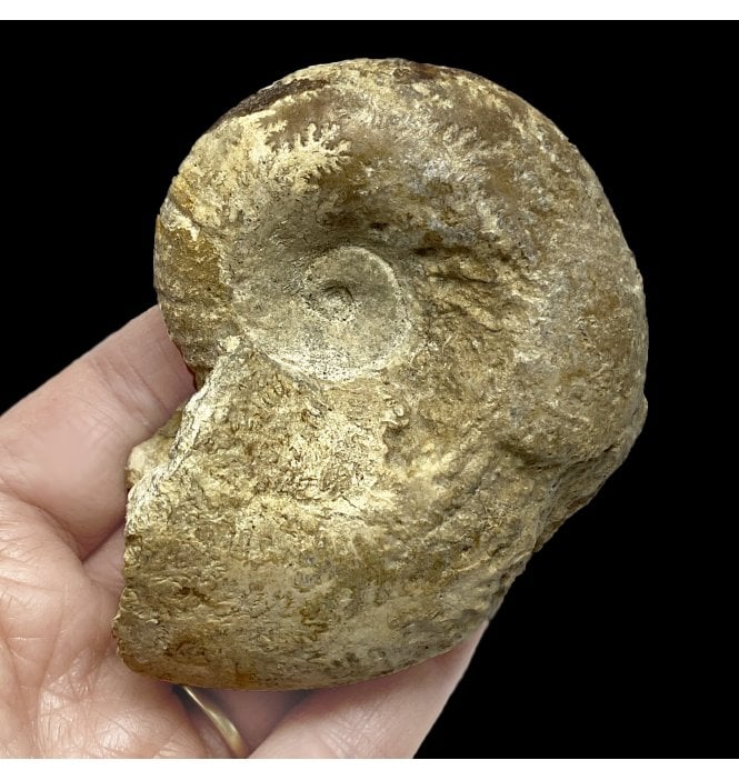 British Bajocan, Middle Jurassic Ammonite from Burton Bradstock, Dorset, England (SKU A2263):- Megalytoceras confusum
