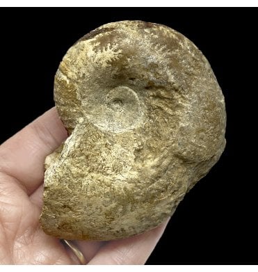 British Bajocan, Middle Jurassic Ammonite from Burton Bradstock, Dorset, England (SKU A2263):- Megalytoceras confusum