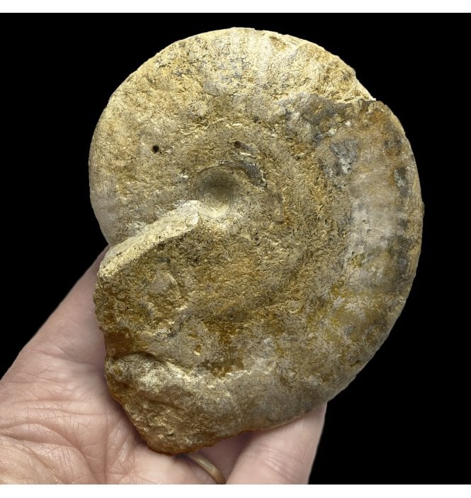 British Bajocan, Middle Jurassic Ammonite from Burton Bradstock, Dorset, England (SKU A2265):- Strigoceras trullei