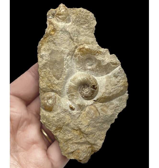 British Bajocan, Middle Jurassic Ammonite from Burton Bradstock, Dorset, England (SKU A2274):- Pachylytoceras hircinum and Leioceras opalinum