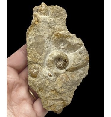 British Bajocan, Middle Jurassic Ammonite from Burton Bradstock, Dorset, England (SKU A2274):- Pachylytoceras hircinum and Leioceras opalinum