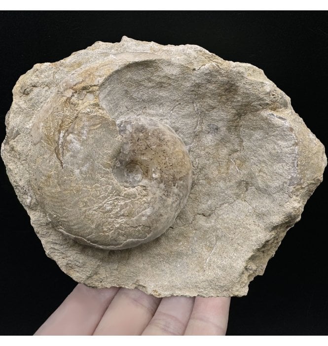 British Bajocan, Middle Jurassic Ammonite from Burton Bradstock, Dorset, England (SKU A3283):- Leioceras opalinum