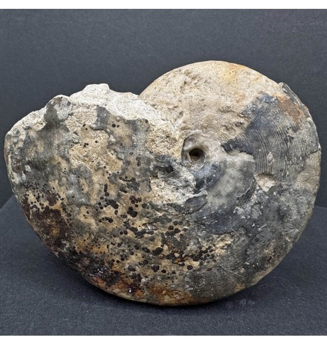 British Bajocan, Middle Jurassic Ammonite from Burton Bradstock, Dorset, England (SKU A4174):- Strigoceras truellei