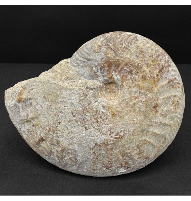 British Bajocan, Middle Jurassic Ammonite from Burton Bradstock, Dorset, England (SKU A4784):- Oppelia subradiata