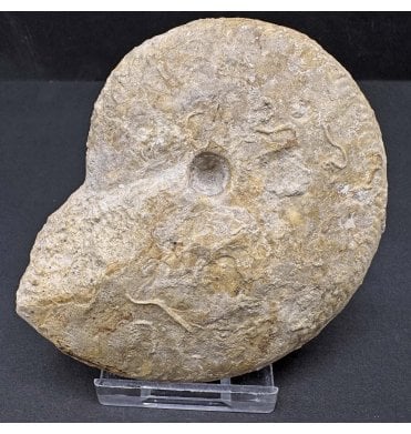 British Bajocan, Middle Jurassic Ammonite from Horn Park, Dorset, England (SKU A3895):- Oppelia subradiata