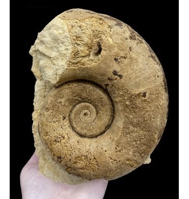 British Bajocan, Middle Jurassic Ammonite from Sherborne, Dorset, England (SKU A2975):- Megalytoceras confusum