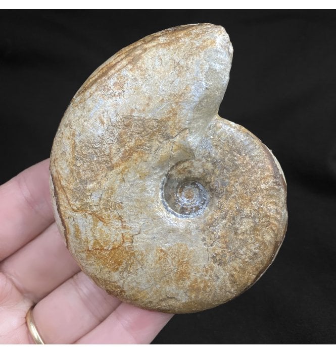 British Bajocian, Middle Jurassic Ammonite from Burton Bradstock, Dorset, England (SKU A2048):- Leioceras opalinum