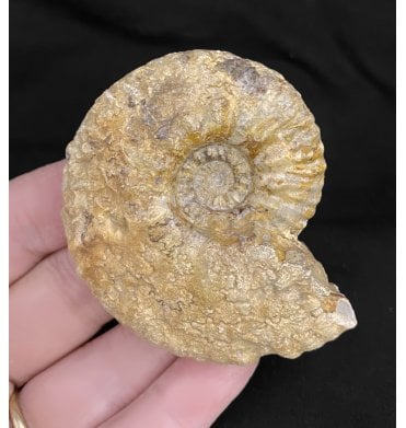 British Bajocian, Middle Jurassic Ammonite from Burton Bradstock, Dorset, England (SKU A2132):- Breydia newtoni