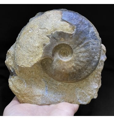 British Bajocian, Middle Jurassic Ammonite from Burton Bradstock, Dorset, England (SKU A2324):- Dorsetensia liostraca