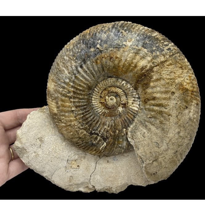 British Bajocian, Middle Jurassic Ammonite from Burton Bradstock, Dorset, England (SKU A2657):- Parkinsonia (Durotrigensia) Dorsetensis