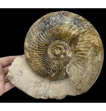 British Bajocian, Middle Jurassic Ammonite from Burton Bradstock, Dorset, England (SKU A2657):- Parkinsonia (Durotrigensia) Dorsetensis
