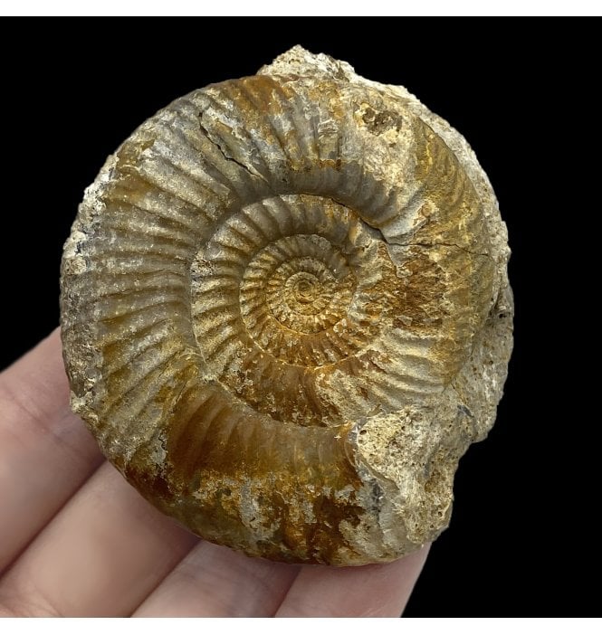 British Bajocian, Middle Jurassic Ammonite from Burton Bradstock, Dorset, England (SKU A2676):- Bigotites thevenini