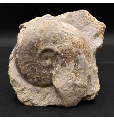 British Bajocian, Middle Jurassic Ammonite from Burton Bradstock, Dorset, England (SKU A3077):- Leioceras comptum
