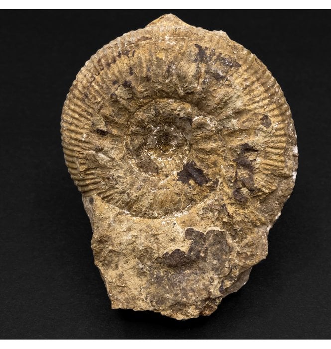 British Bajocian, Middle Jurassic Ammonite from Burton Bradstock, Dorset, England (SKU A3154):- Stephanoceras humphresianum